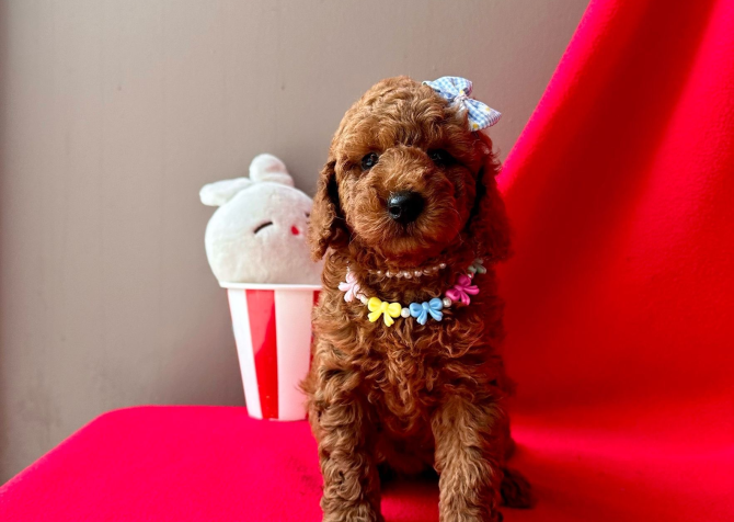 RED BROWN SAFKAN TOY POODLE BEBEKLER